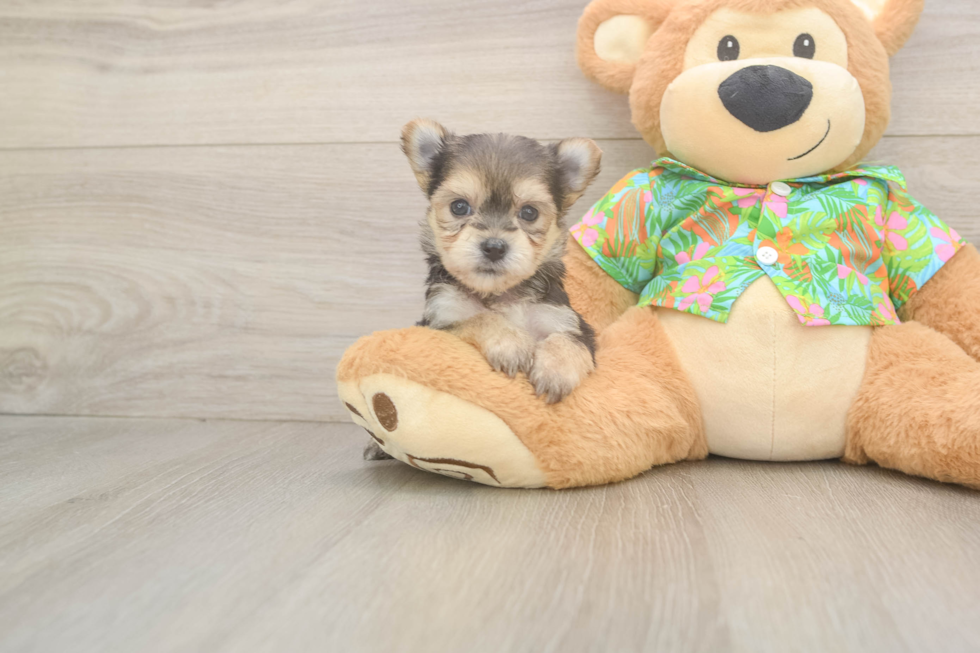 Morkie Puppy for Adoption