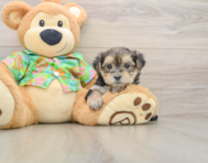 5 week old Morkie Puppy For Sale - Puppy Love PR