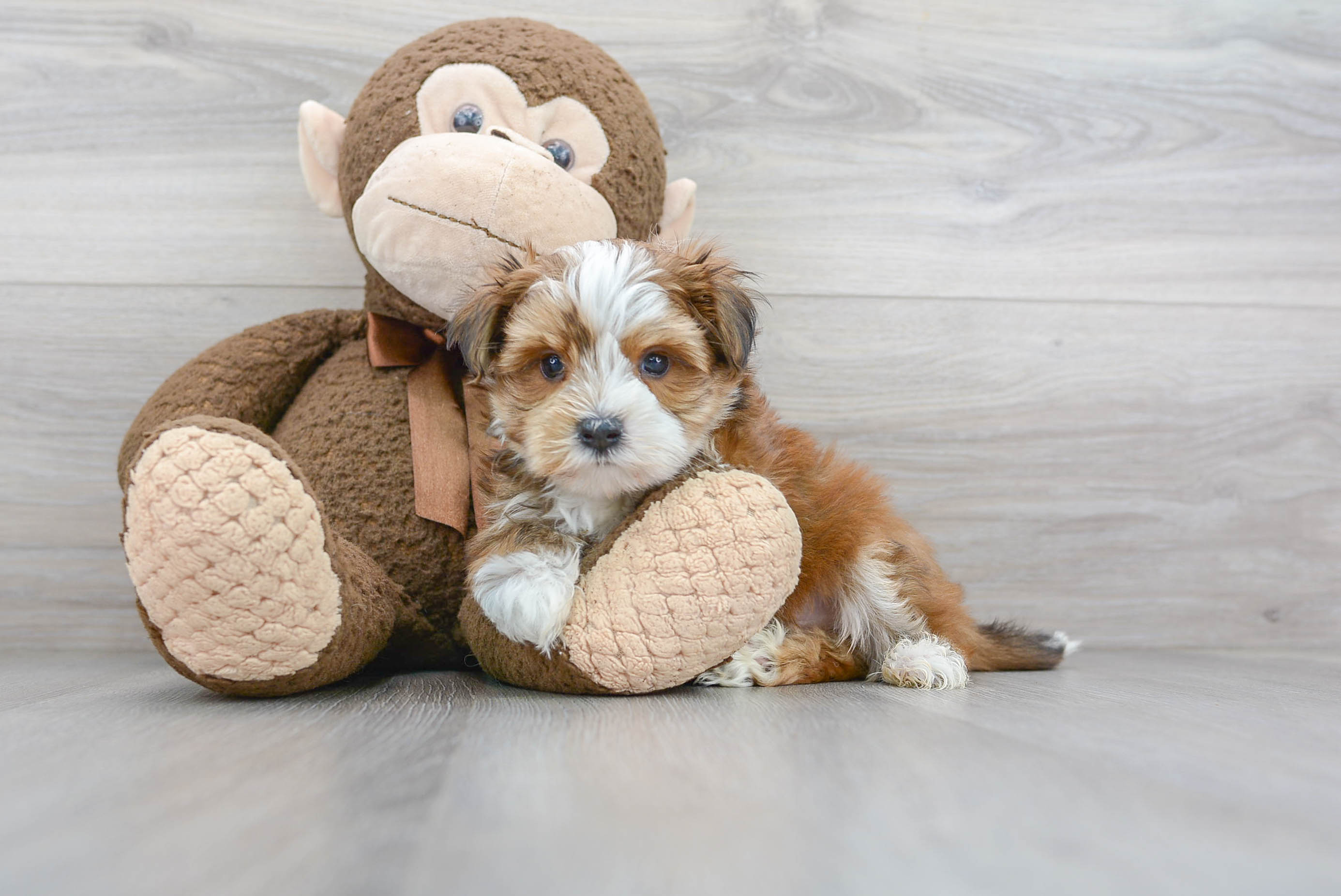 Cute Yorkie Designer Puppy