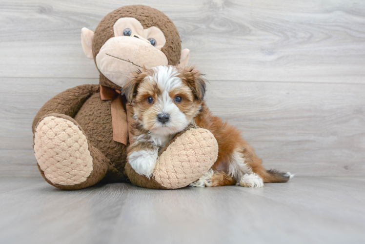 Meet Chase - our Morkie Puppy Photo 1/3 - Puppy Love PR Cute Yorkie Designer Puppy