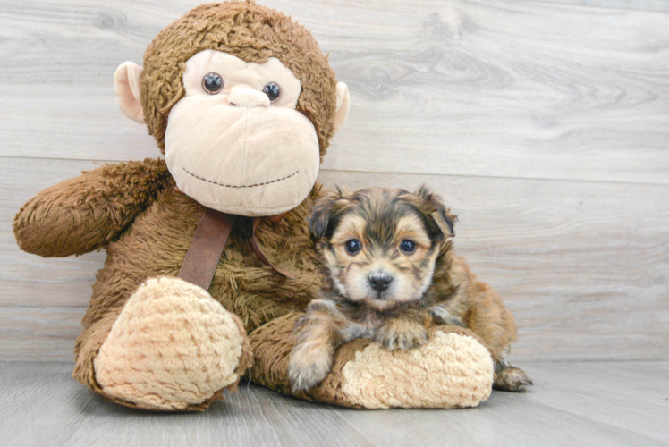 Meet Chase - our Morkie Puppy Photo 1/3 - Puppy Love PR Funny Morkie Designer Pup