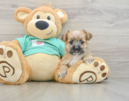 6 week old Morkie Puppy For Sale - Puppy Love PR