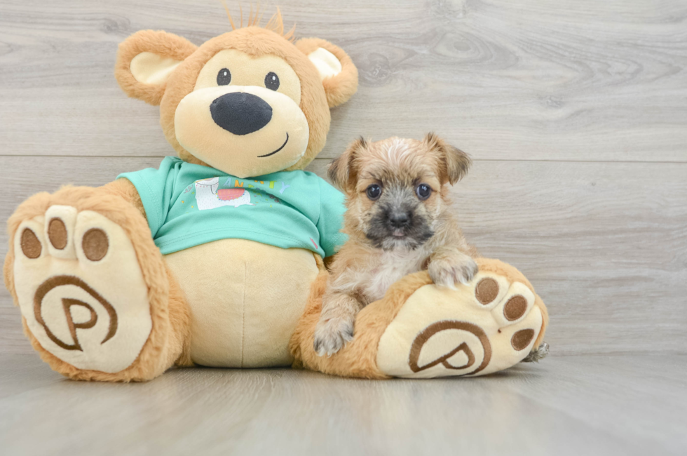 6 week old Morkie Puppy For Sale - Puppy Love PR