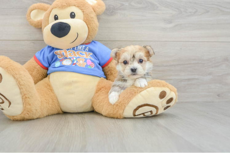 Happy Morkie Baby
