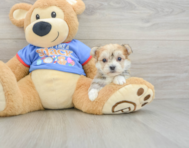 5 week old Morkie Puppy For Sale - Puppy Love PR