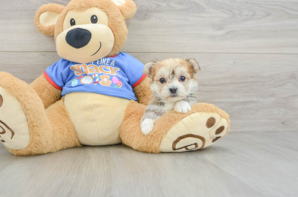 5 week old Morkie Puppy For Sale - Puppy Love PR