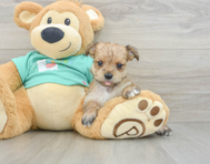 6 week old Morkie Puppy For Sale - Puppy Love PR
