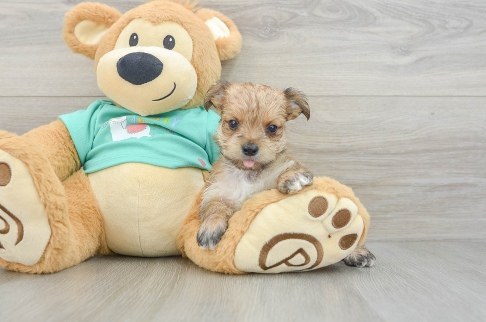 6 week old Morkie Puppy For Sale - Puppy Love PR