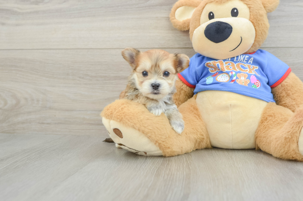 5 week old Morkie Puppy For Sale - Puppy Love PR