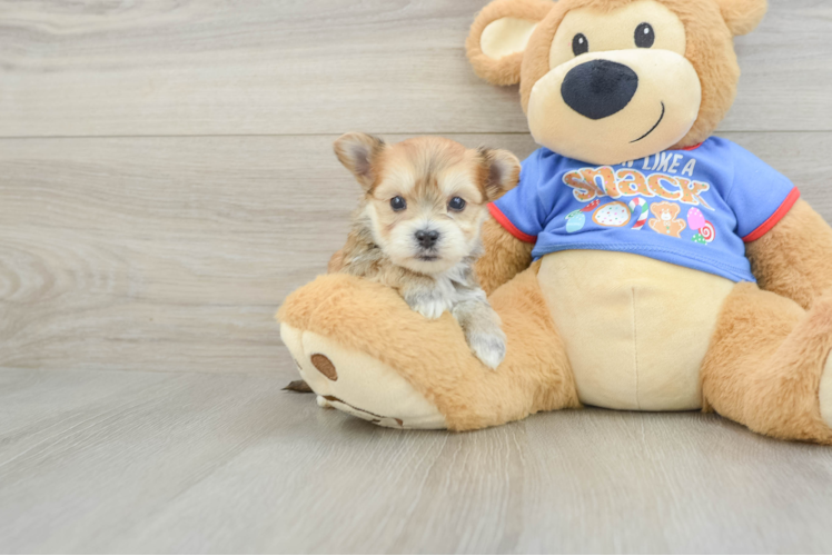 Meet Christian - our Morkie Puppy Photo 1/3 - Puppy Love PR Best Morkie Baby