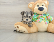 7 week old Morkie Puppy For Sale - Puppy Love PR
