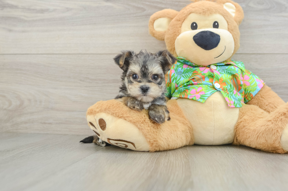 6 week old Morkie Puppy For Sale - Puppy Love PR