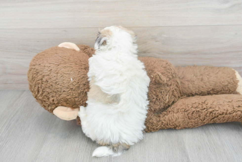 Smart Morkie Designer Pup