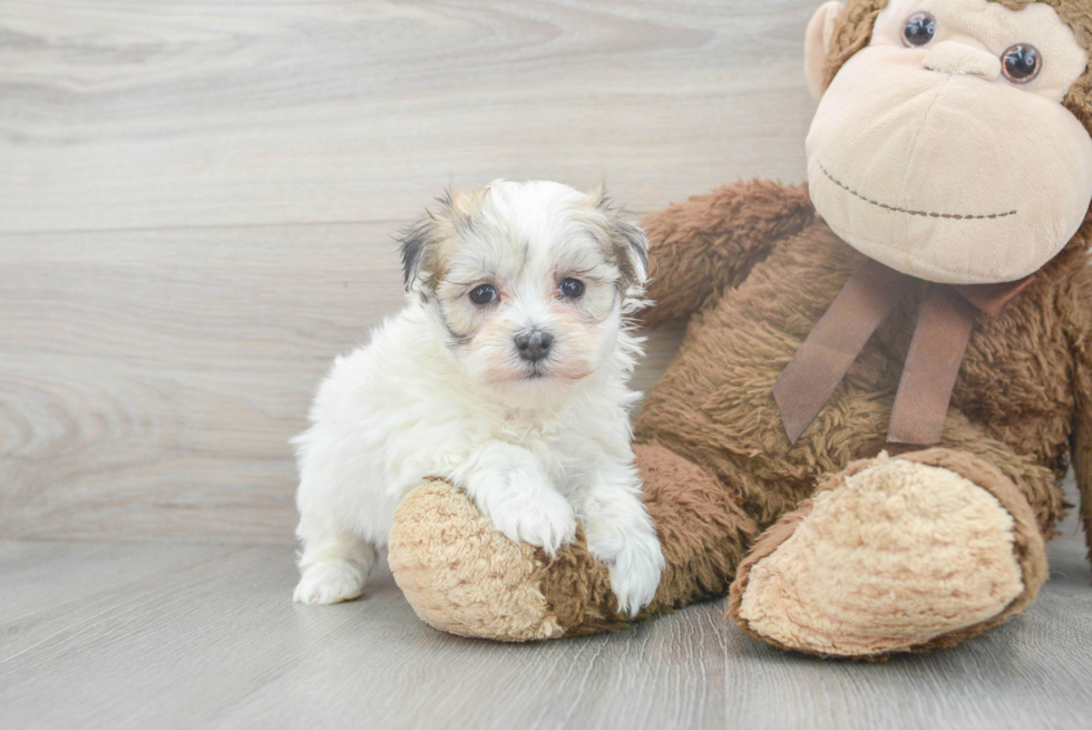 Best Morkie Baby
