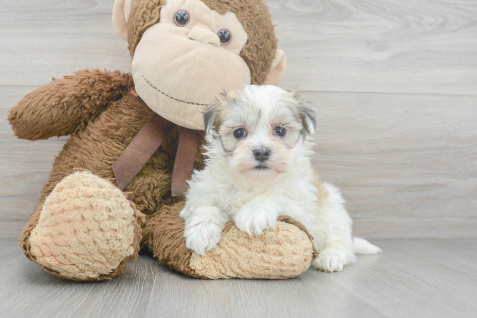 Little Yorkie Designer Puppy