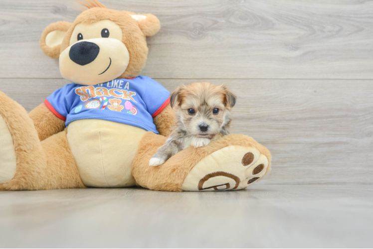 Best Morkie Baby