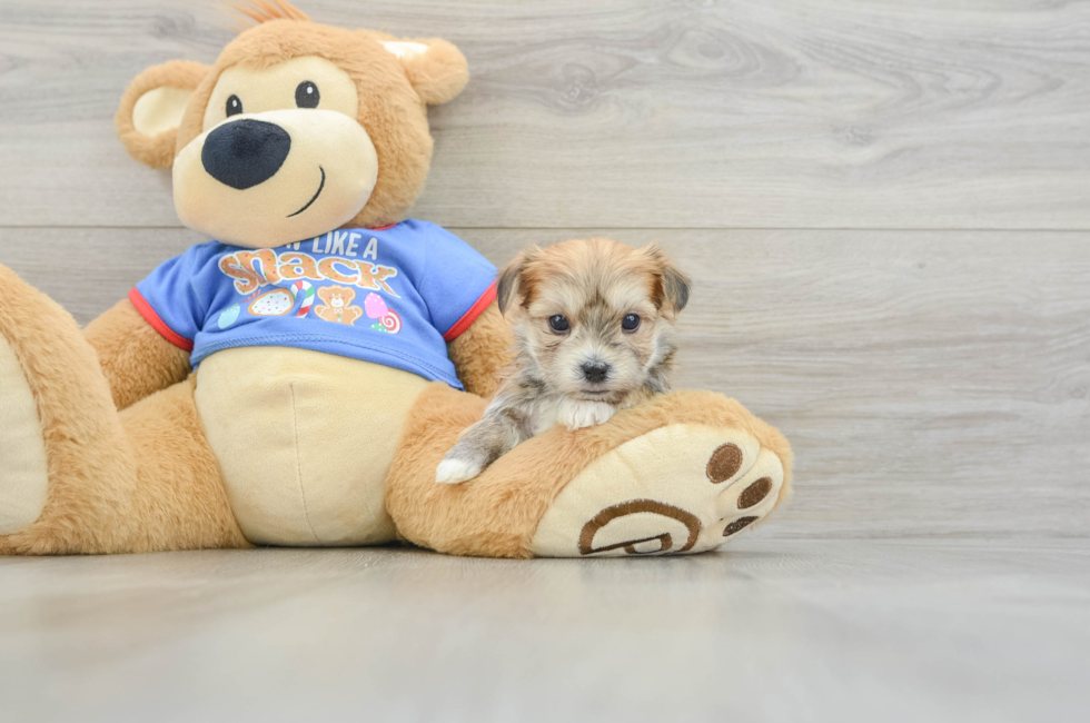 5 week old Morkie Puppy For Sale - Puppy Love PR