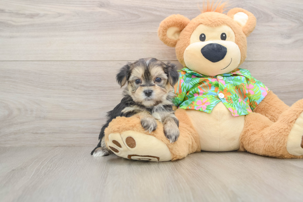 Smart Morkie Designer Pup