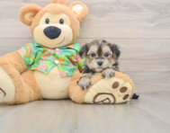 5 week old Morkie Puppy For Sale - Puppy Love PR