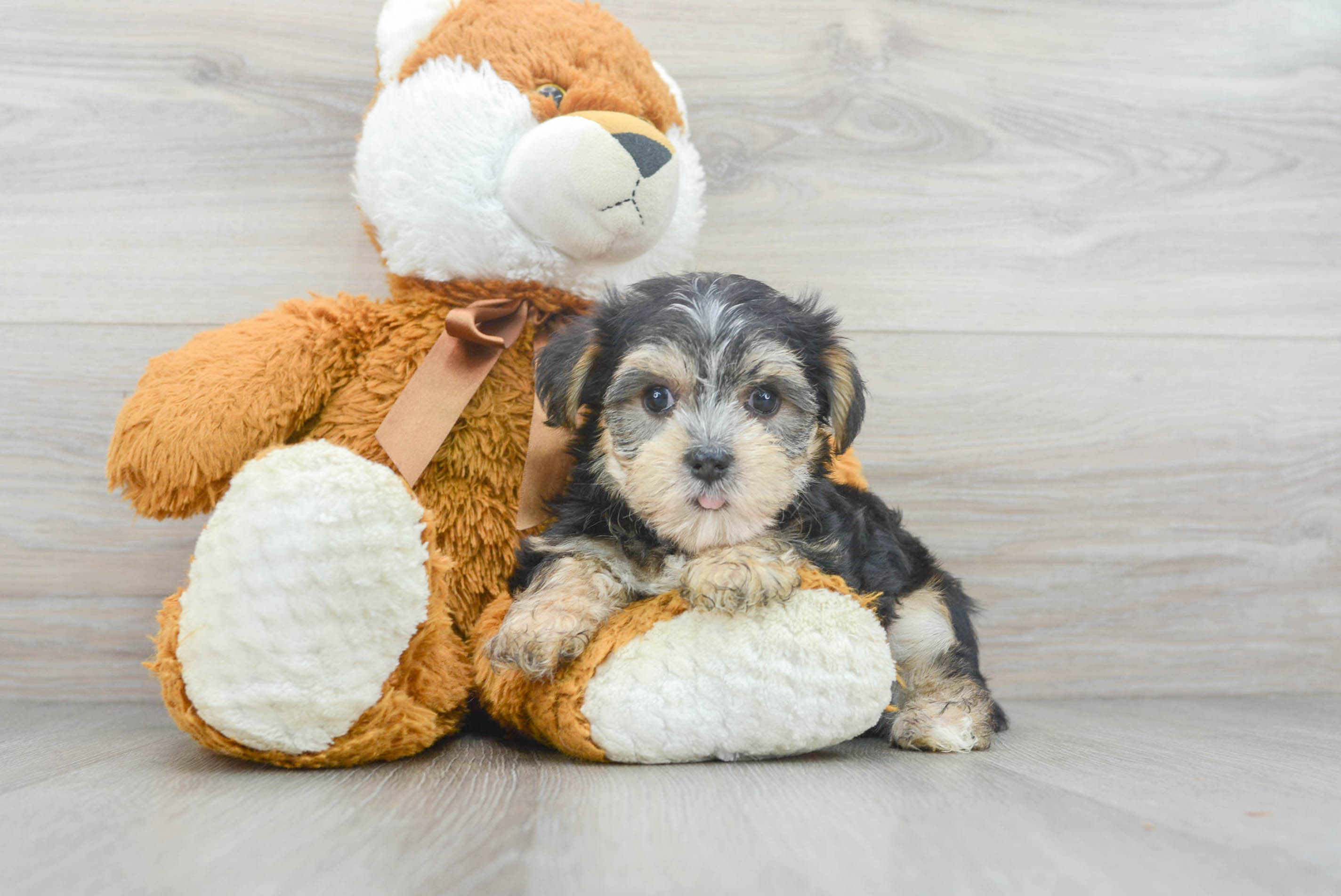 morkie plush