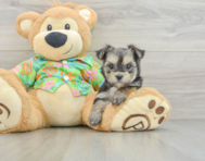 7 week old Morkie Puppy For Sale - Puppy Love PR