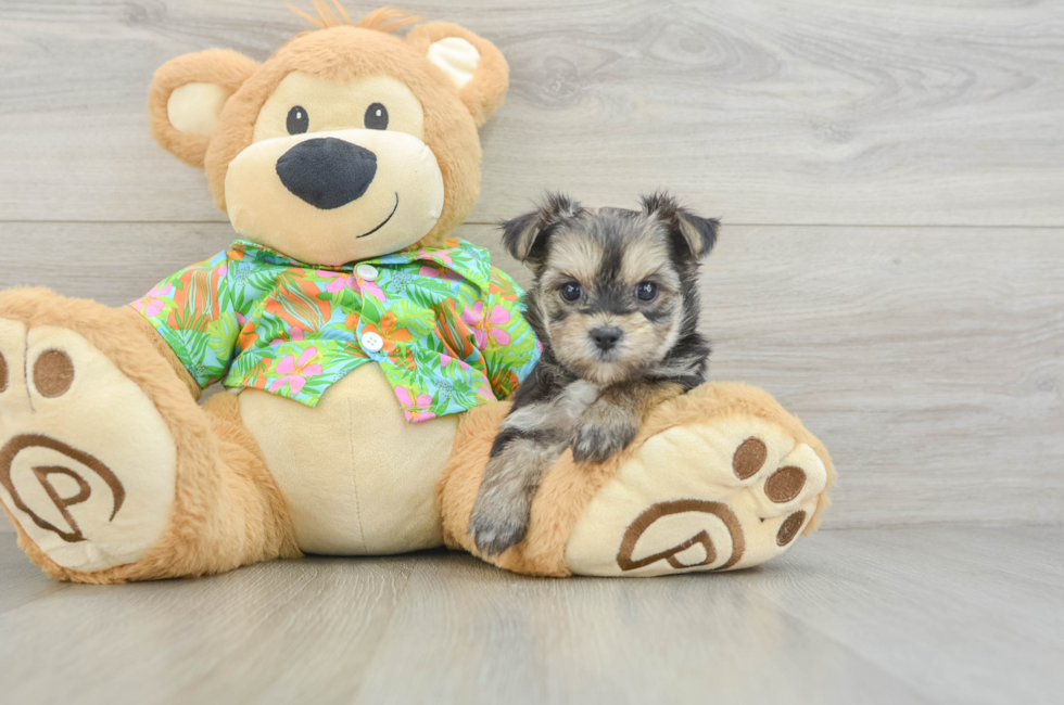 6 week old Morkie Puppy For Sale - Puppy Love PR