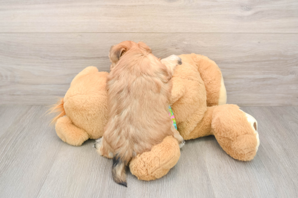 Smart Morkie Designer Pup