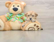 6 week old Morkie Puppy For Sale - Puppy Love PR