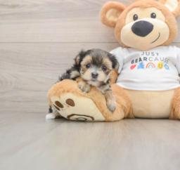 5 week old Morkie Puppy For Sale - Puppy Love PR
