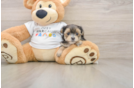 Morkie Puppy for Adoption