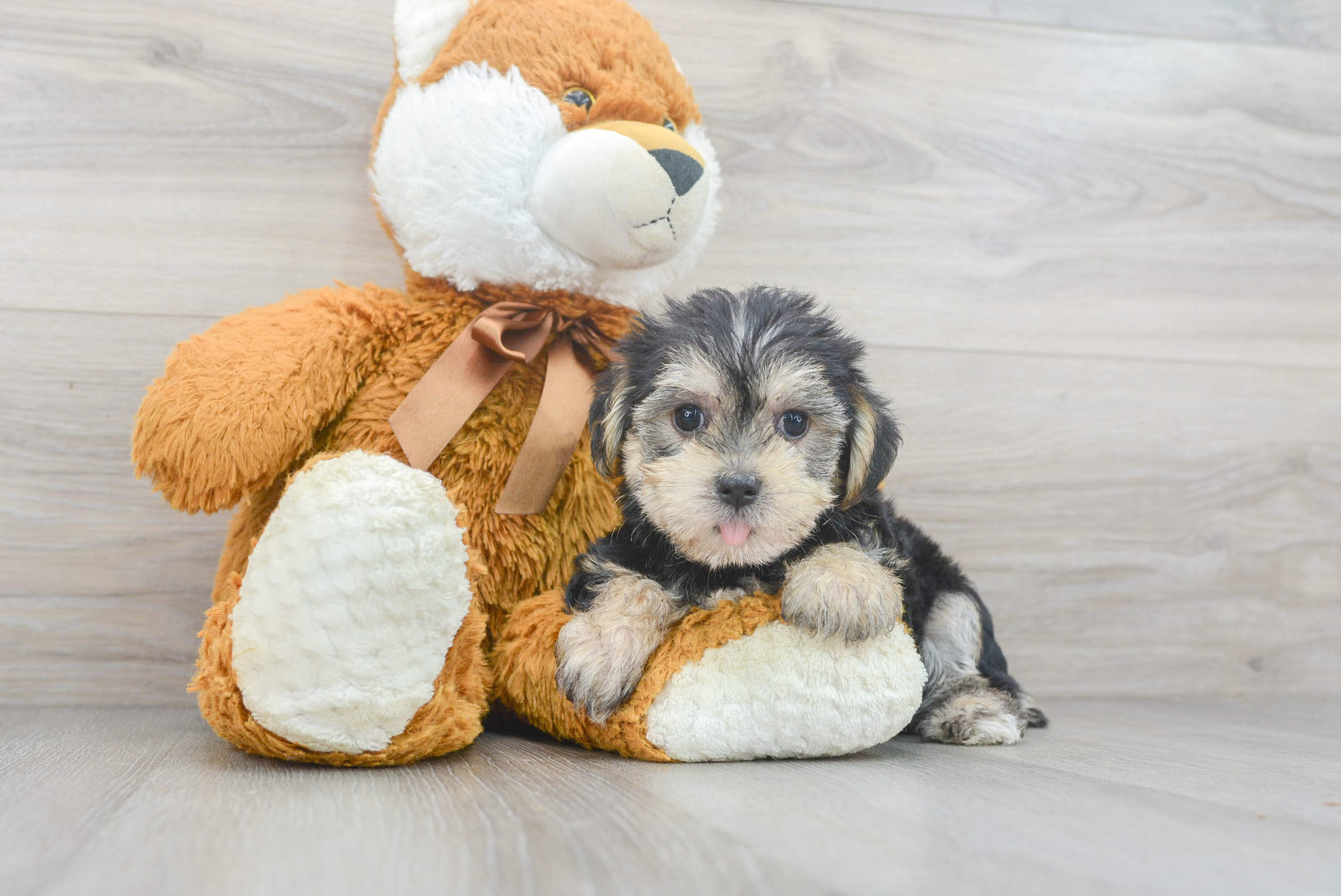 morkie plush