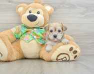 6 week old Morkie Puppy For Sale - Puppy Love PR