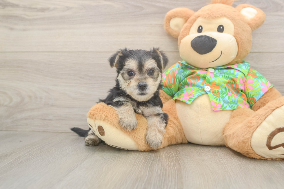 Funny Morkie Designer Pup