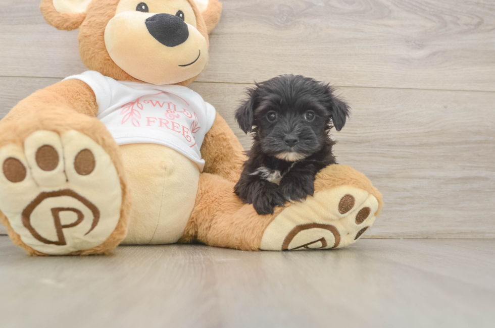6 week old Morkie Puppy For Sale - Puppy Love PR