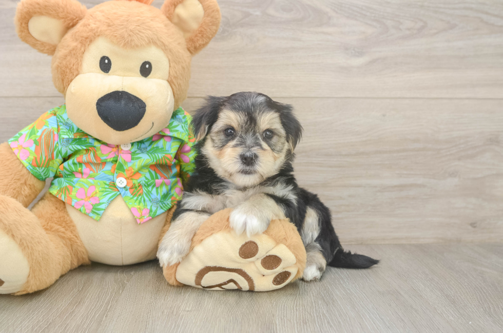 5 week old Morkie Puppy For Sale - Puppy Love PR
