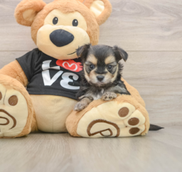 6 week old Morkie Puppy For Sale - Puppy Love PR