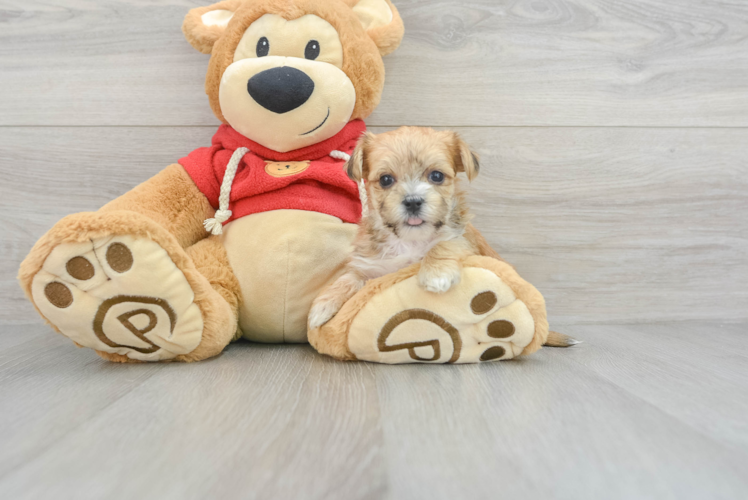 Meet Danny - our Morkie Puppy Photo 1/3 - Puppy Love PR Best Morkie Baby