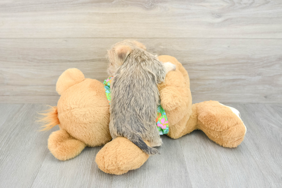 Morkie Puppy for Adoption