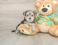 8 week old Morkie Puppy For Sale - Puppy Love PR