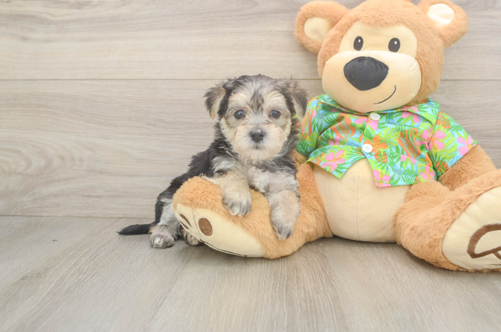 5 week old Morkie Puppy For Sale - Puppy Love PR