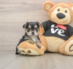 6 week old Morkie Puppy For Sale - Puppy Love PR