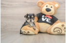 Cute Morkie Baby