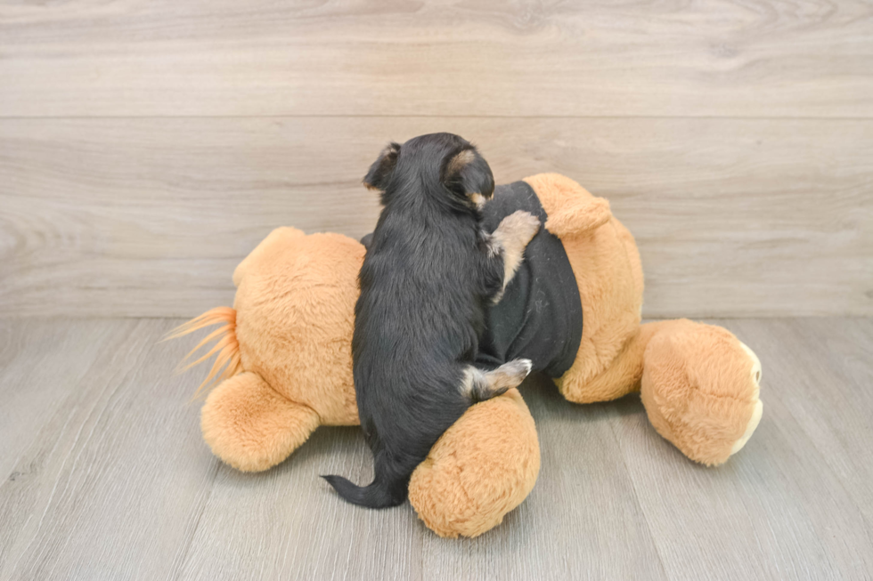 Funny Morkie Designer Pup
