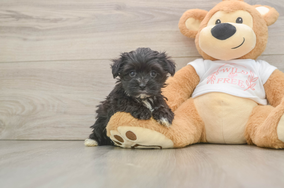 6 week old Morkie Puppy For Sale - Puppy Love PR