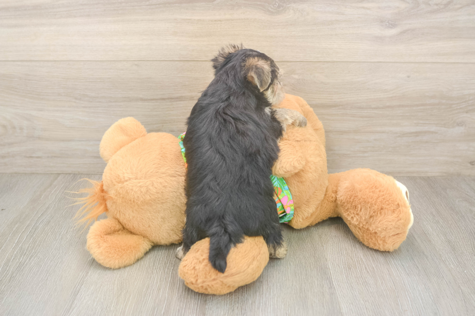 Playful Yorktese Designer Puppy