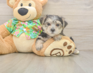 8 week old Morkie Puppy For Sale - Puppy Love PR