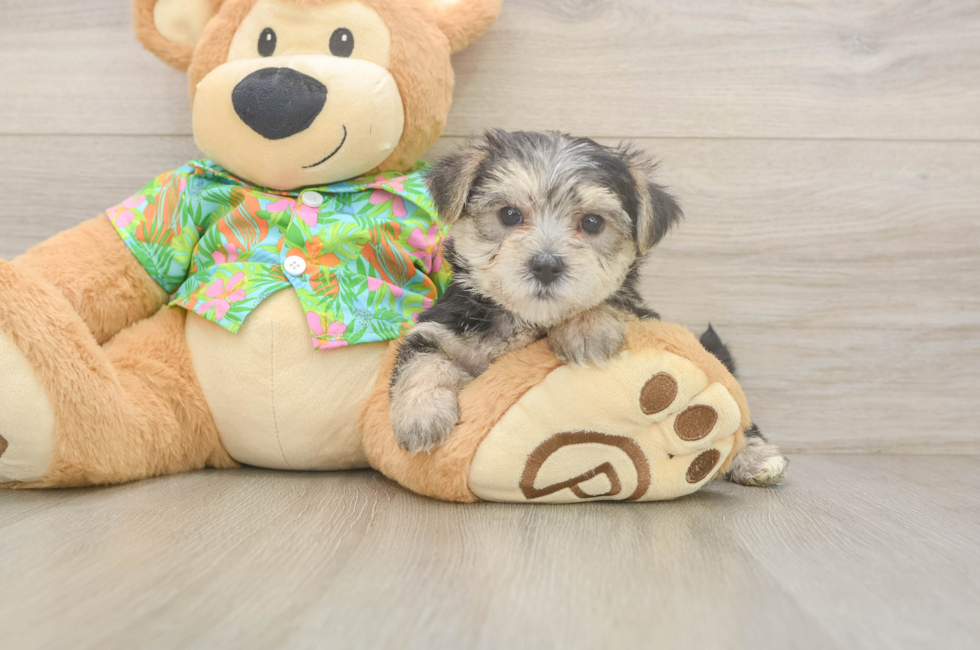 5 week old Morkie Puppy For Sale - Puppy Love PR