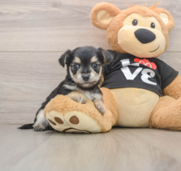 6 week old Morkie Puppy For Sale - Puppy Love PR