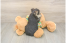 Morkie Puppy for Adoption