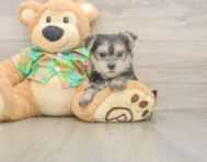 9 week old Morkie Puppy For Sale - Puppy Love PR
